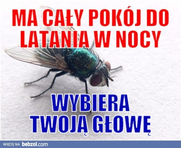 
    Typowa mucha