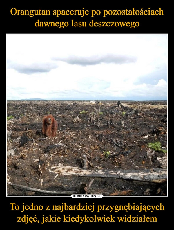 
    Orangutan spaceruje po pozostałościach dawnego lasu deszczowego To jedno z najbardziej przygnębiających zdjęć, jakie kiedykolwiek widziałem