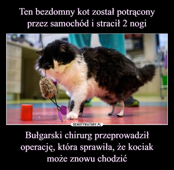 
    Ten bezdomny kot został potrącony
przez samochód i stracił 2 nogi Bułgarski chirurg przeprowadził operację, która sprawiła, że kociak
może znowu chodzić