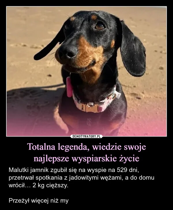 
    Totalna legenda, wiedzie swoje najlepsze wyspiarskie życie