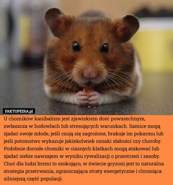 
    U chomików kanibalizm jest zjawiskiem dość powszechnym, zwłaszcza w hodowlach