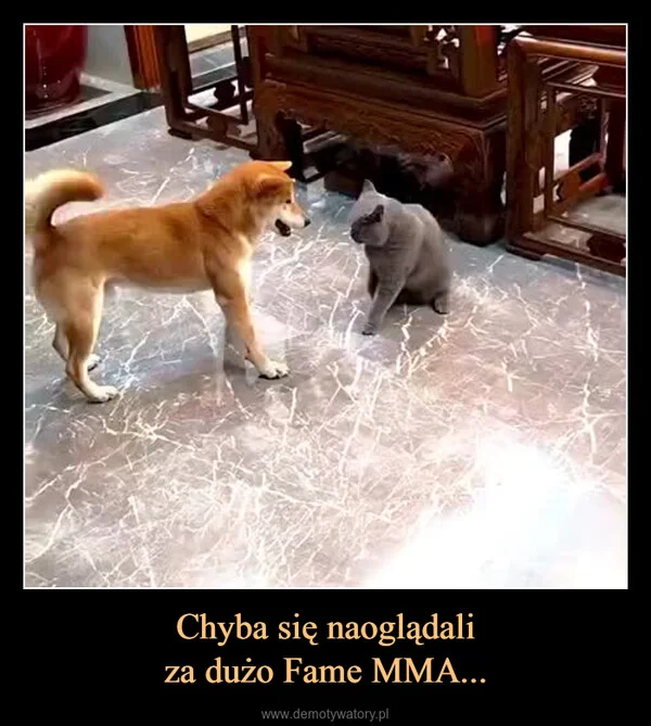 
    Chyba się naoglądali za dużo Fame MMA...