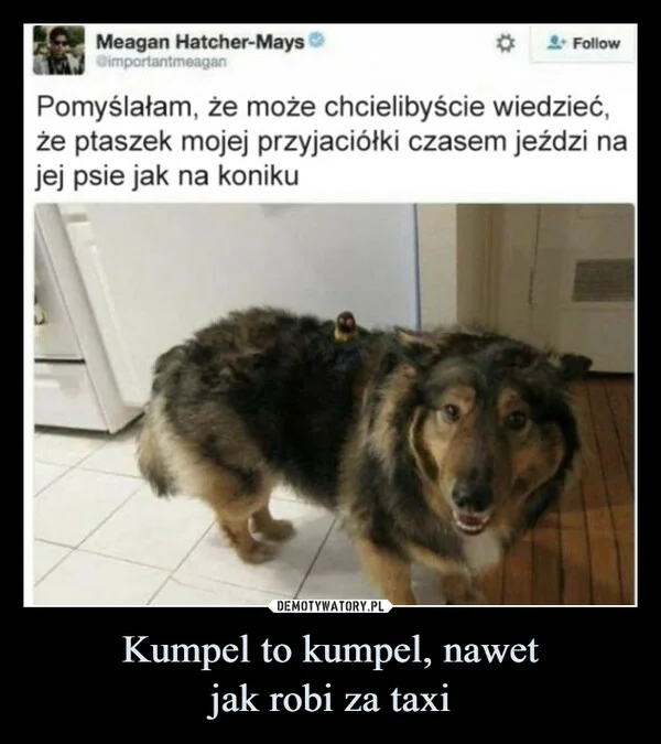 
    Kumpel to kumpel, nawet jak robi za taxi