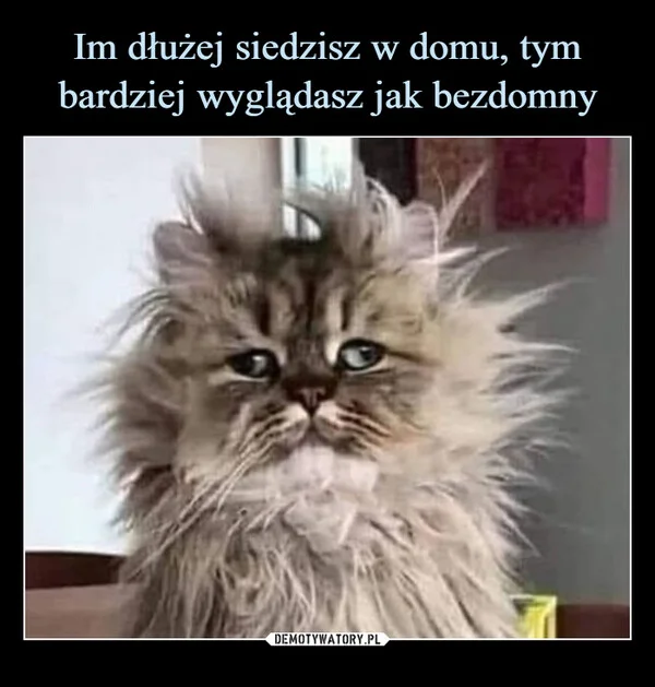
    Im dłużej siedzisz w domu, tym bardziej wyglądasz jak bezdomny