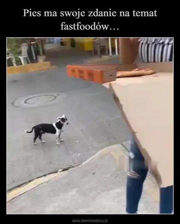 
    Pies ma swoje zdanie na temat fastfoodów…