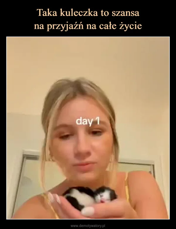 
    Taka kuleczka to szansa na przyjaźń na całe życie