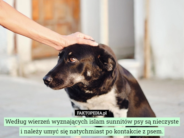 
    Według wierzeń wyznających islam sunnitów psy są nieczyste i należy umyć