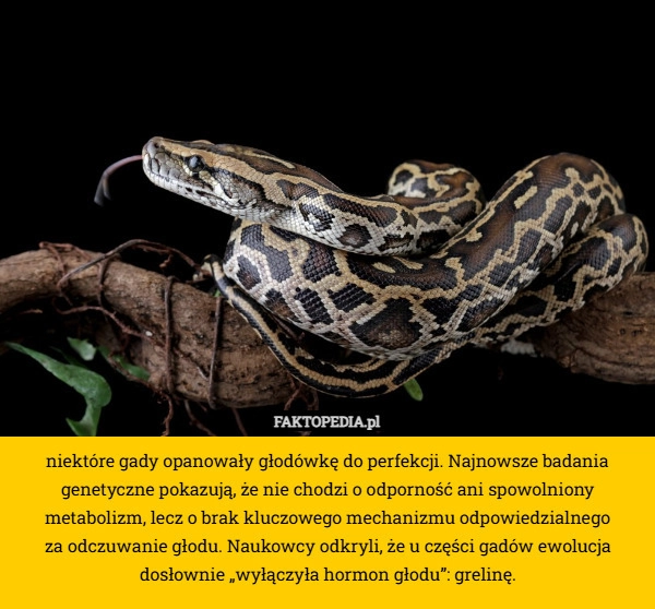 
    Niektóre gady opanowały głodówkę do perfekcji. Najnowsze badania genetyczne