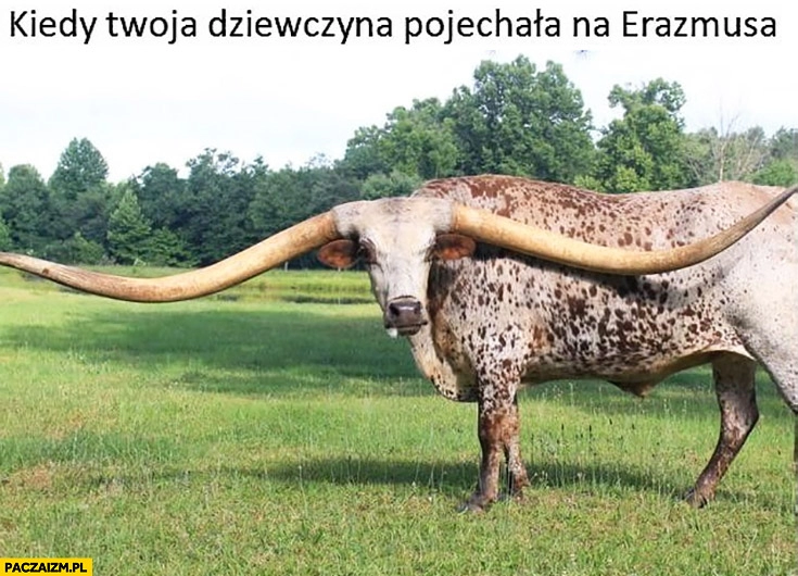 
    Kiedy Twoja dziewczyna pojechała na Erazmusa dorobione rogi