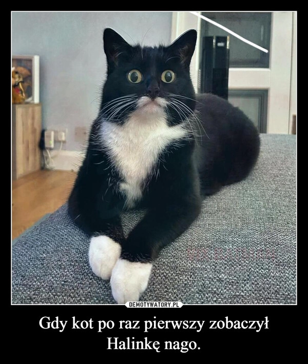 
    Gdy kot po raz pierwszy zobaczył Halinkę nago.