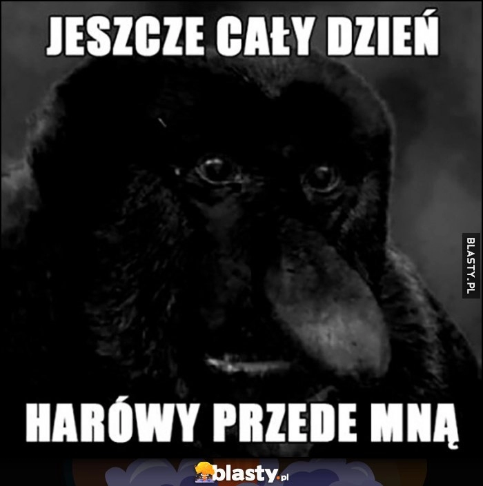 
    Jeszcze cały dzień harówy przede mną nosacz małpa