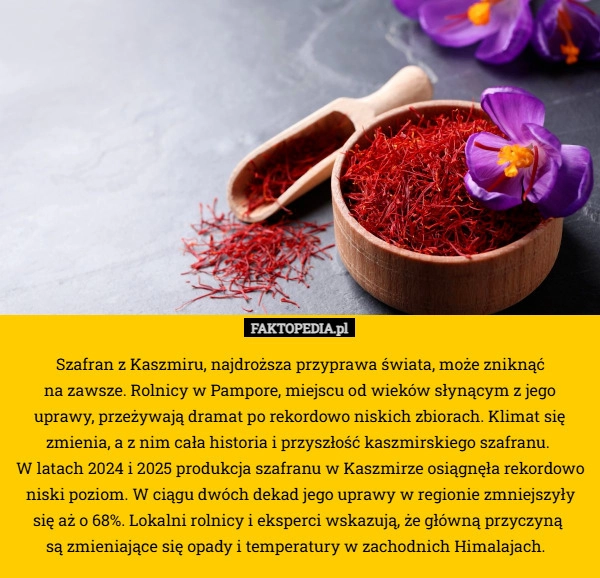
    Szafran z Kaszmiru, najdroższa przyprawa świata, może zniknąć
 na zawsze.