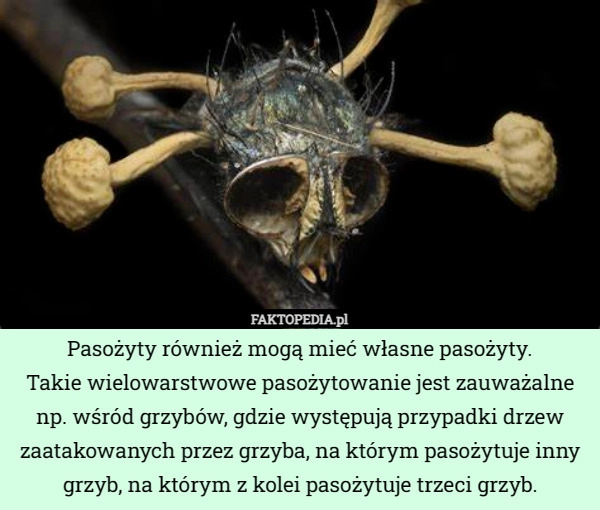 
    Pasożyty również mogą mieć własne pasożyty. Takie wielowarstwowe pasożytowanie...