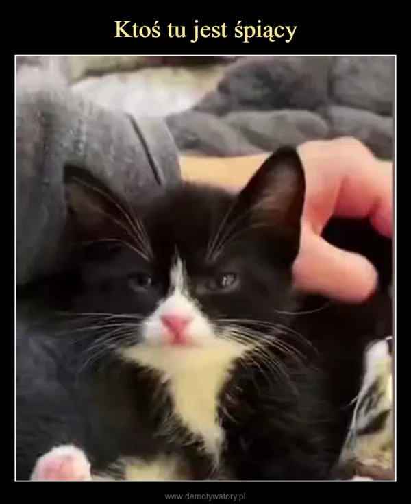 
    Ktoś tu jest śpiący