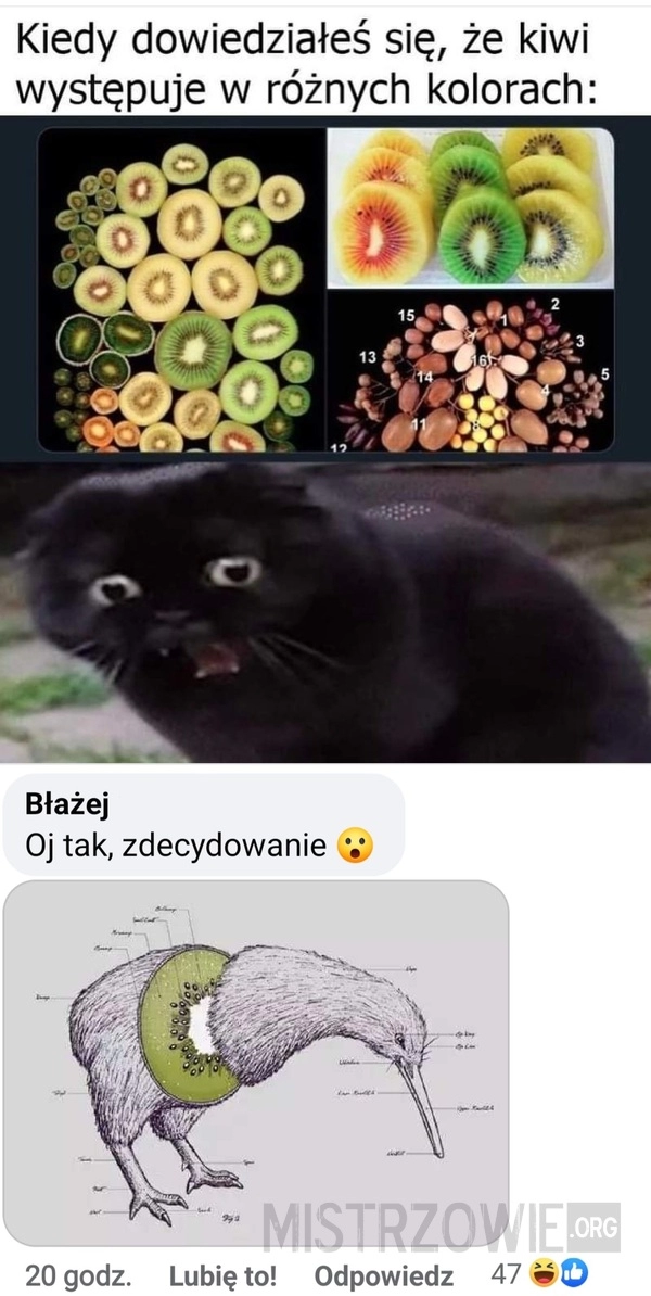 
    Kiwi