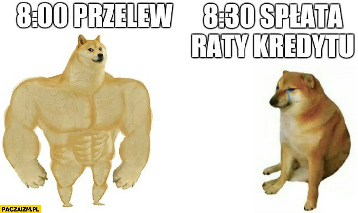 8 rano przelew, 8:30 spłata kredytu doge pies pieseł