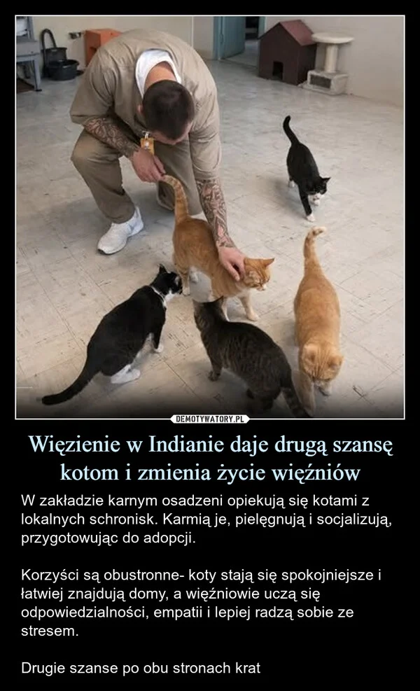 Więzienie w Indianie daje drugą szansę kotom i zmienia życie więźniów