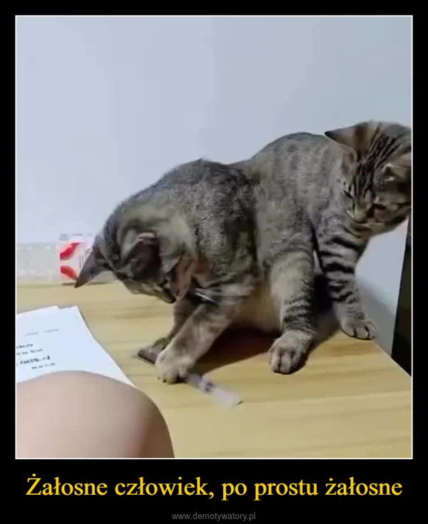 
    Żałosne człowiek, po prostu żałosne