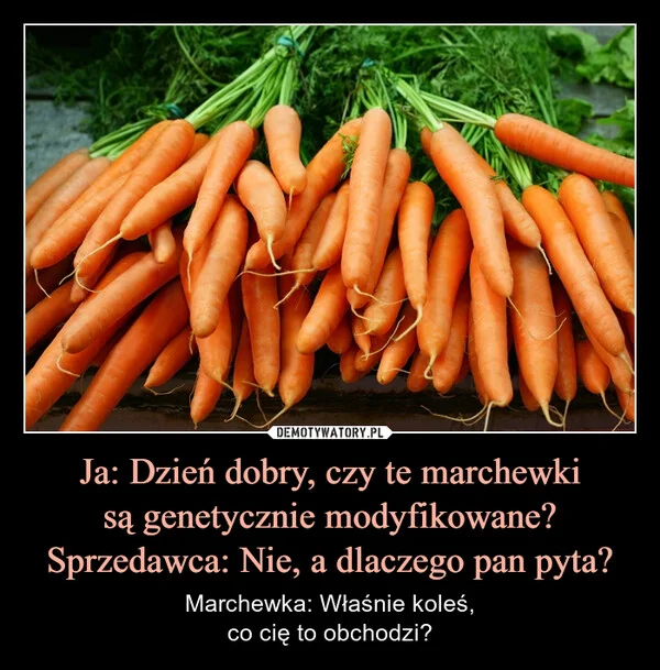 
    Ja: Dzień dobry, czy te marchewki są genetycznie modyfikowane? Sprzedawca: Nie, a dlaczego pan pyta?