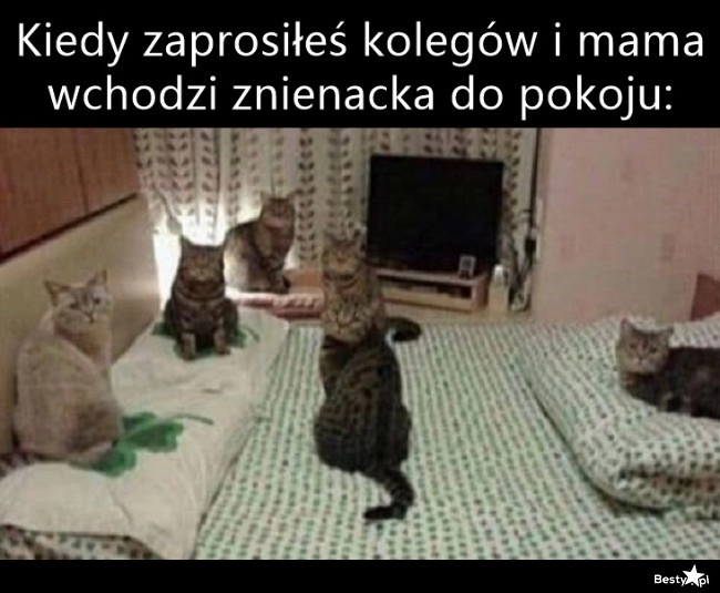 
    Wejście mamy 