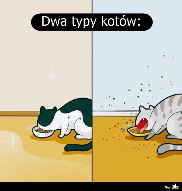 
    Dwa typy kotów 