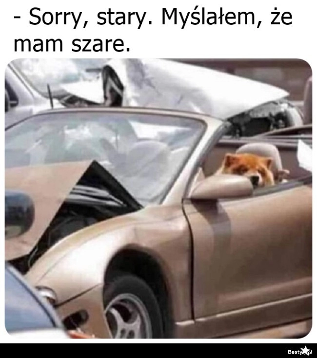 
    Piesek za kierownicą 