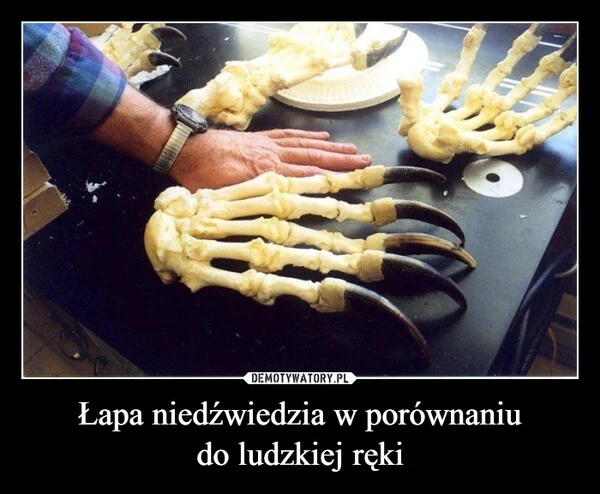 
    Łapa niedźwiedzia w porównaniu do ludzkiej ręki