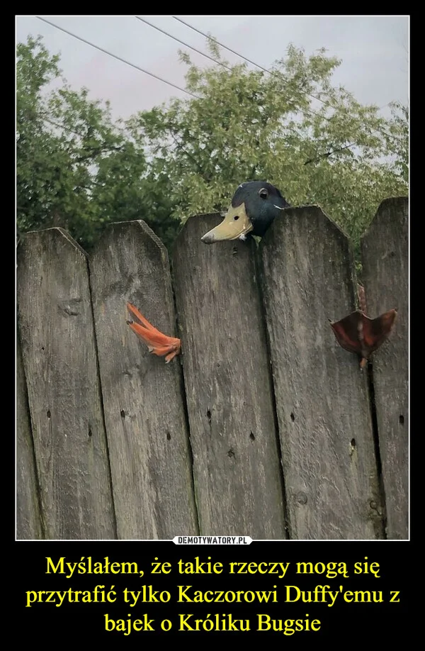 
    Myślałem, że takie rzeczy mogą się przytrafić tylko Kaczorowi Duffy'emu z bajek o Króliku Bugsie