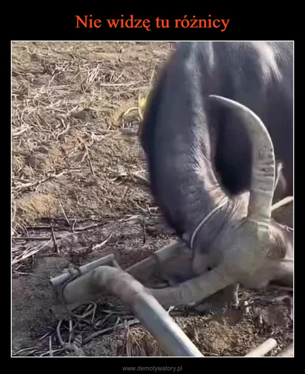 
    Nie widzę tu różnicy