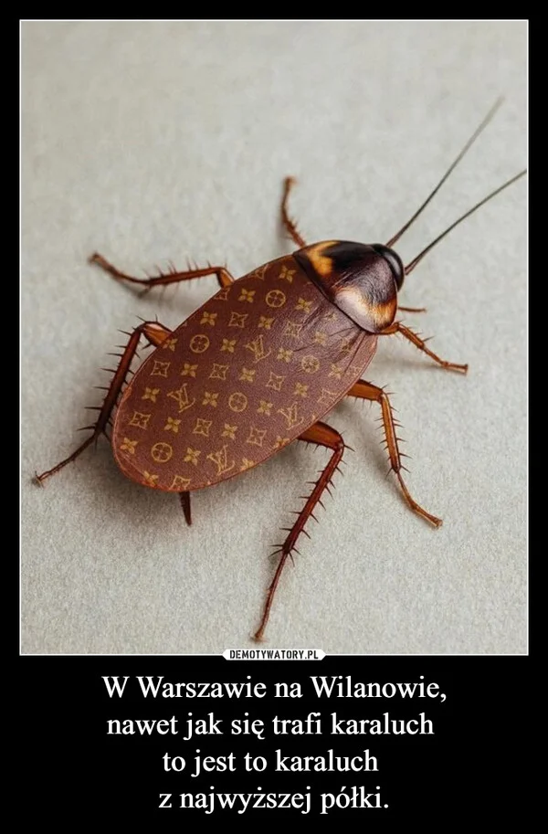 
    W Warszawie na Wilanowie, nawet jak się trafi karaluch to jest to karaluch z najwyższej półki.