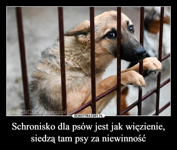 
    Schronisko dla psów jest jak więzienie, siedzą tam psy za niewinność