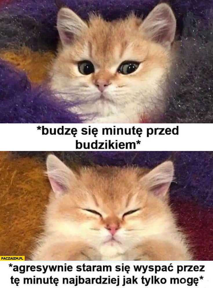 
    Kot budzę się minutę przed budzikiem, agresywnie staram się wyspać przez te minutę najbardziej jak tylko mogę