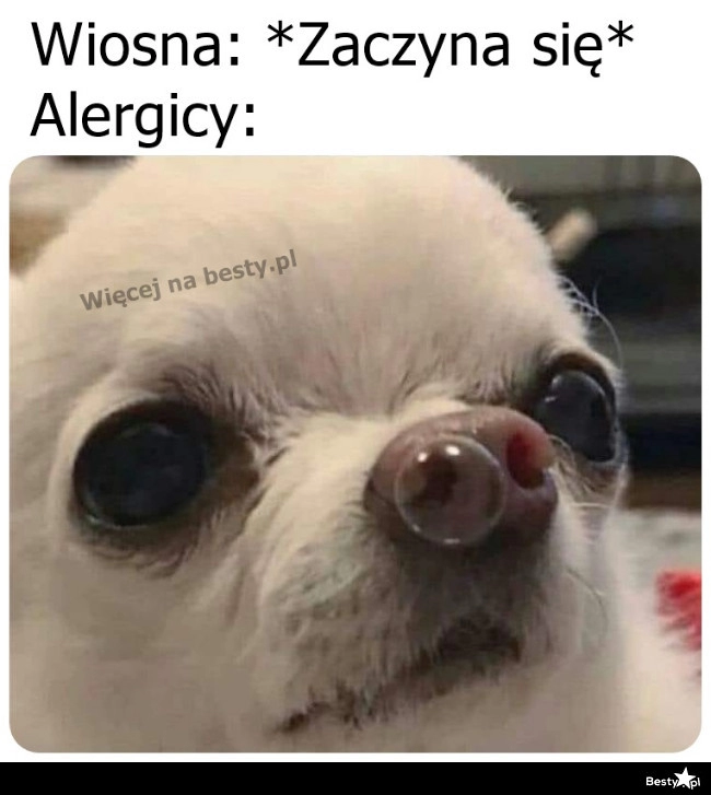 
    Alergicy 