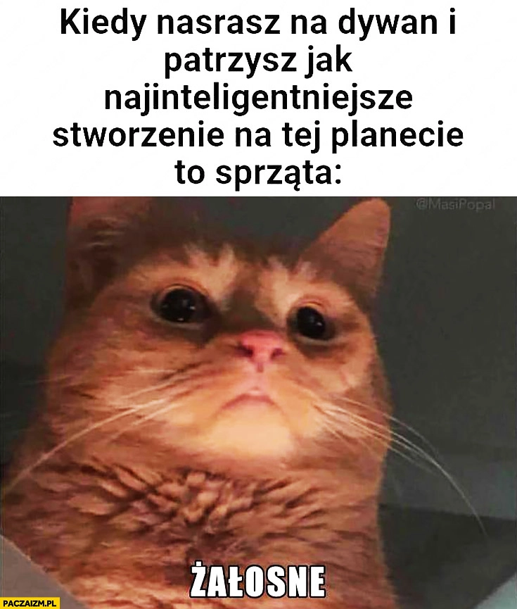 
    Kot kiedy nasrasz na dywan i patrzysz jak najinteligentniejsze stworzenie na tej planecie to sprząta żałosne