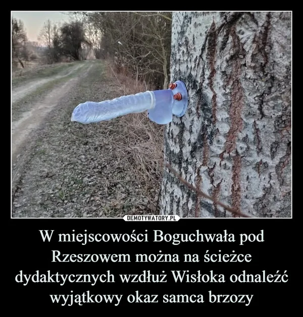 
    W miejscowości Boguchwała pod Rzeszowem można na ścieżce dydaktycznych wzdłuż Wisłoka odnaleźć wyjątkowy okaz samca brzozy