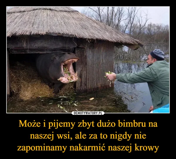 
    Może i pijemy zbyt dużo bimbru na naszej wsi, ale za to nigdy nie zapominamy nakarmić naszej krowy