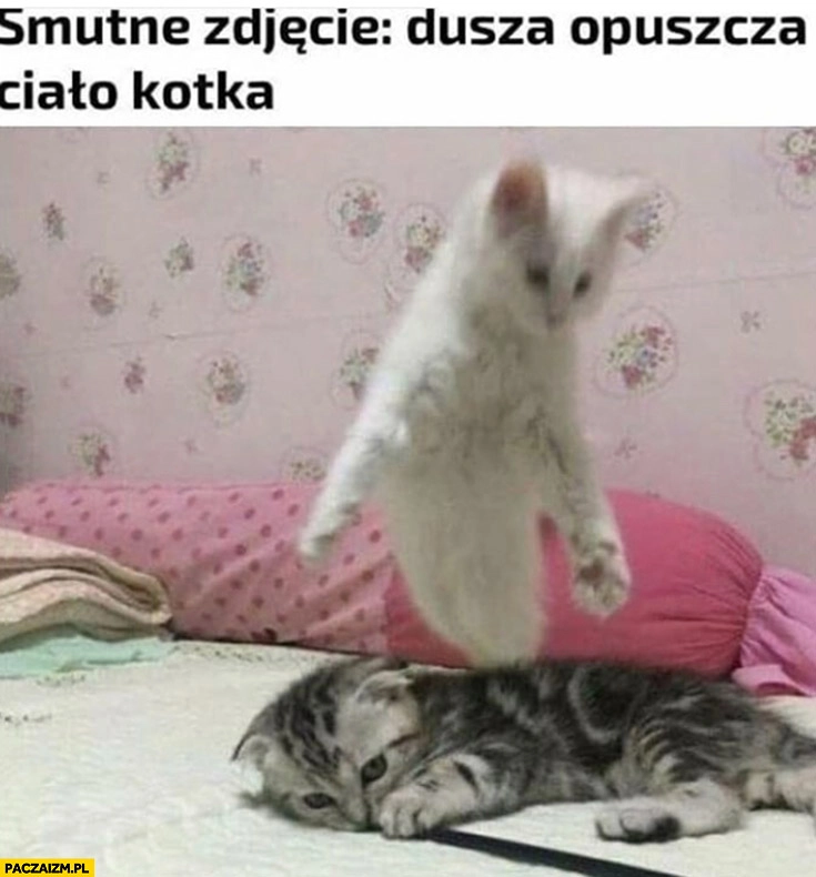 
    Smutne zdjęcie: dusza opuszcza ciało kotka