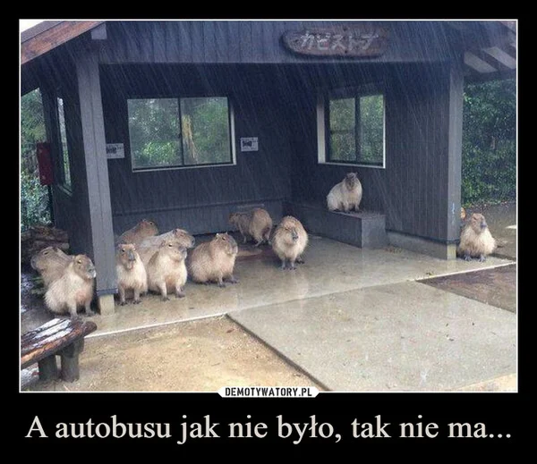 A autobusu jak nie było, tak nie ma...