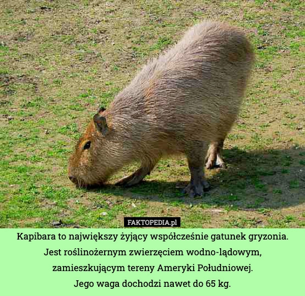 
    Kapibara to największy żyjący współcześnie gatunek gryzonia. Jest roślinożernym