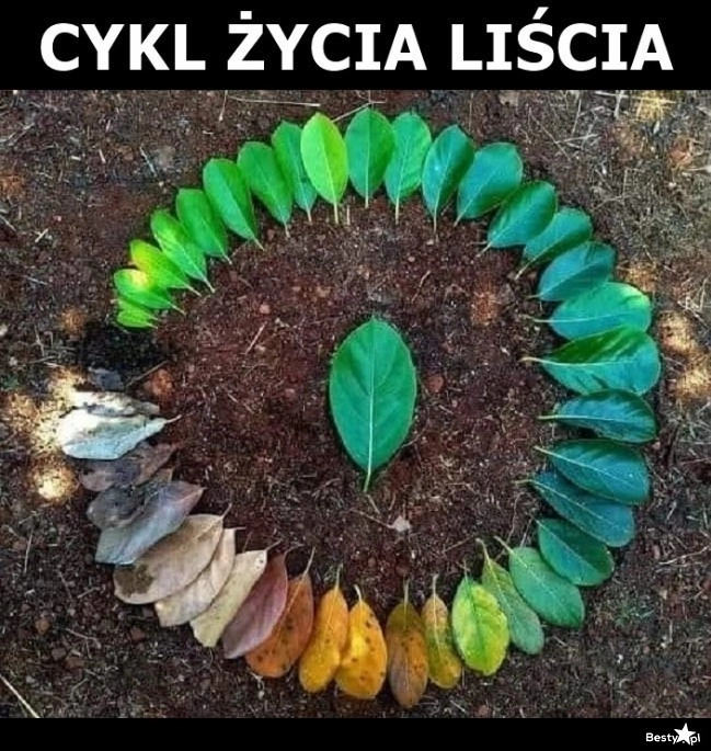 
    Cykl życia liścia 