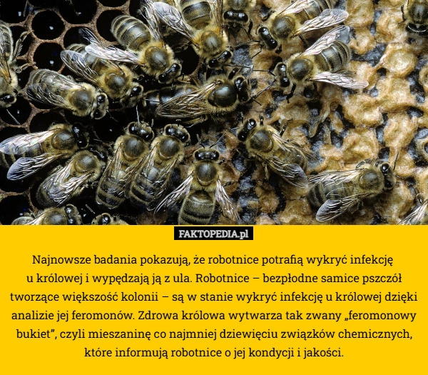 
    Najnowsze badania pokazują, że robotnice potrafią wykryć infekcję 
u królowej