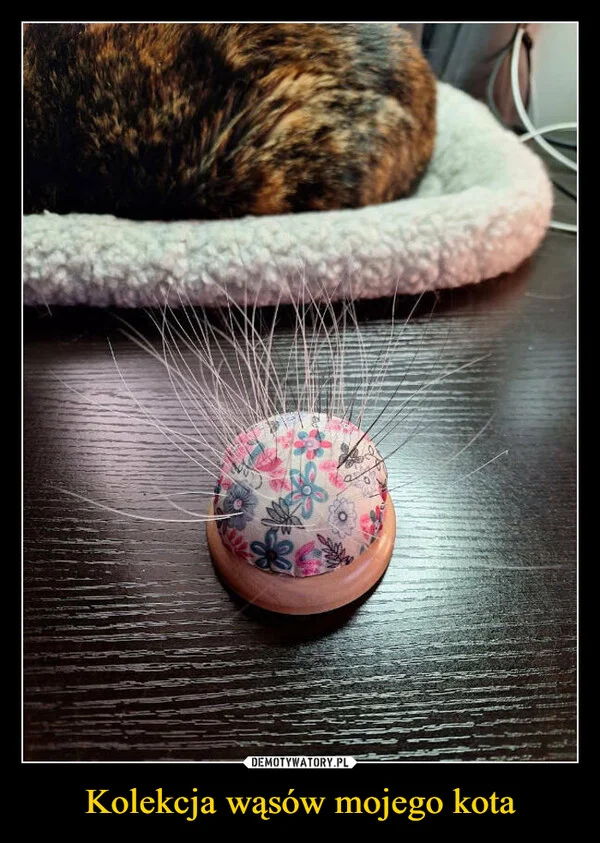 Kolekcja wąsów mojego kota