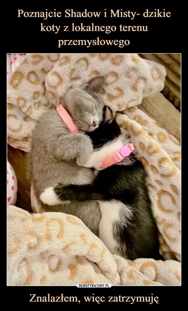 
    Poznajcie Shadow i Misty- dzikie koty z lokalnego terenu przemysłowego Znalazłem, więc zatrzymuję