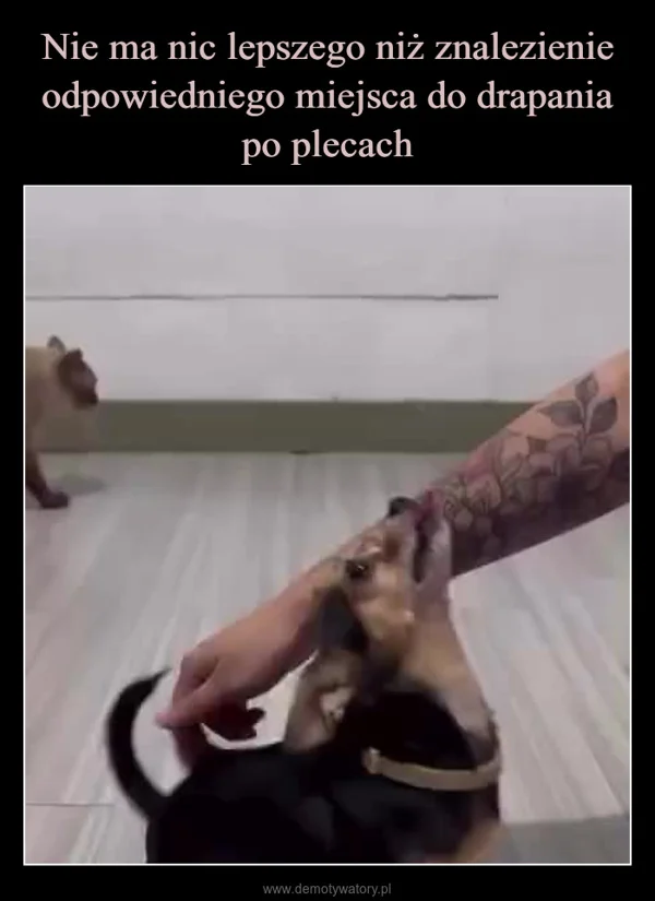 
    Nie ma nic lepszego niż znalezienie odpowiedniego miejsca do drapania po plecach