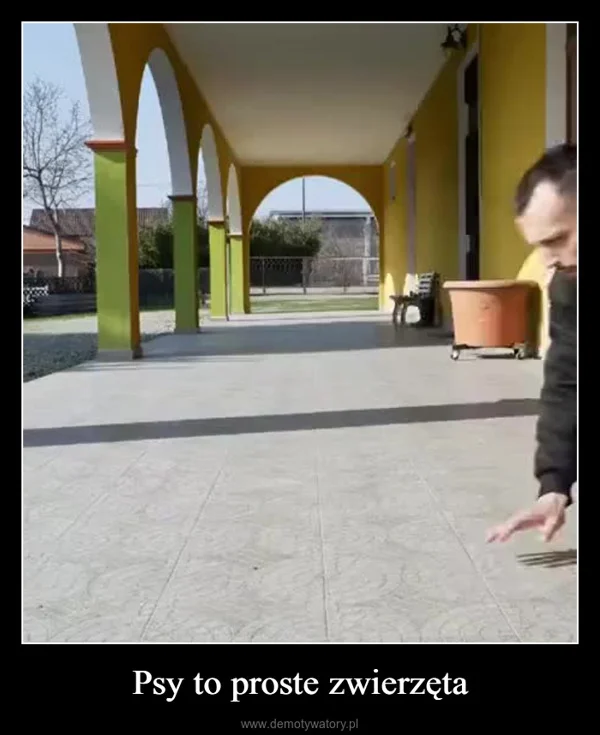 
    Psy to proste zwierzęta