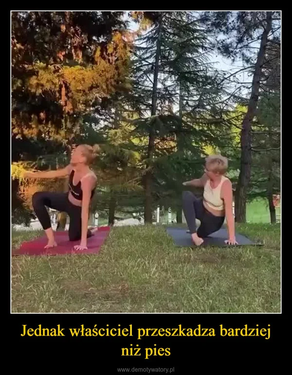 
    Jednak właściciel przeszkadza bardziej niż pies