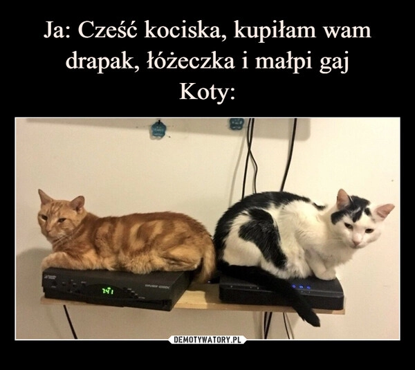 
    Ja: Cześć kociska, kupiłam wam drapak, łóżeczka i małpi gaj
Koty: