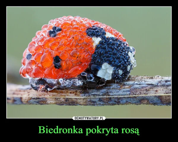 
    Biedronka pokryta rosą