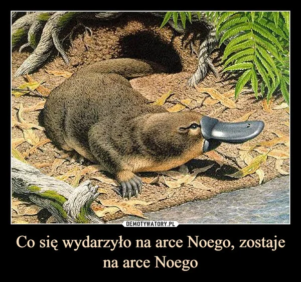 
    Co się wydarzyło na arce Noego, zostaje na arce Noego