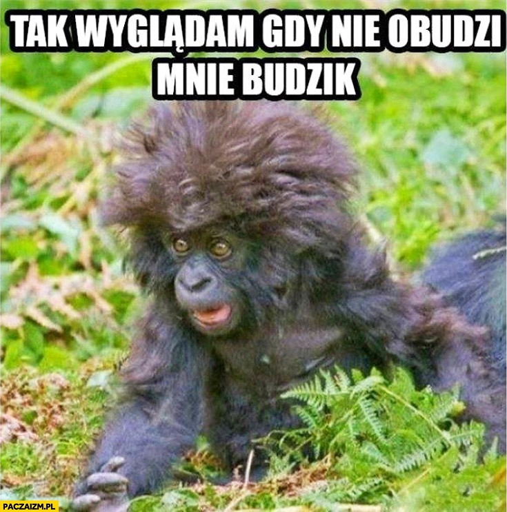 
    Tak wyglądam gdy nie obudzi mnie budzik małpka